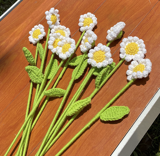 daisy